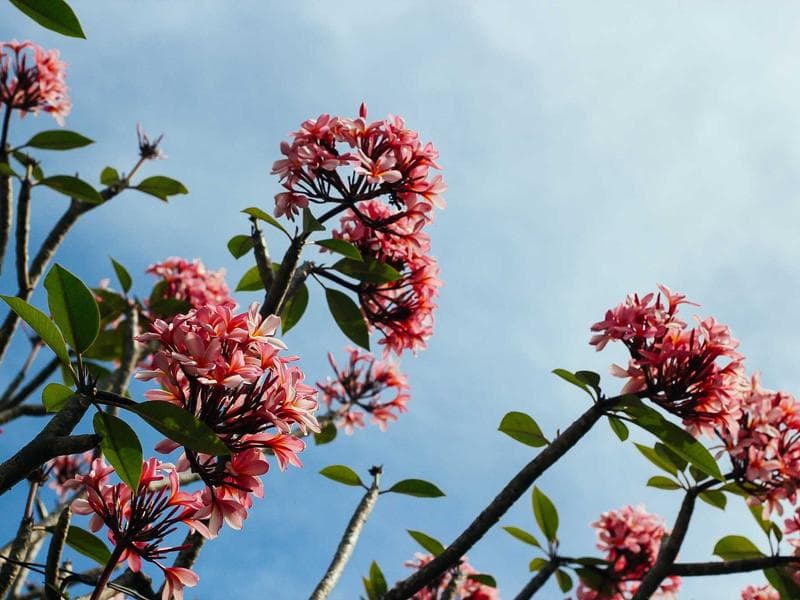 Fully Furnished 1 BHK Farmhouse Ready to Move