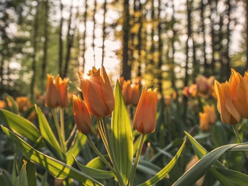 Affordable 3 BHK Farmhouse in Hyderabad