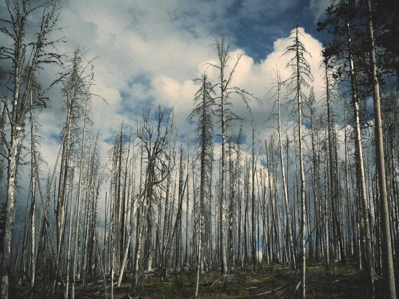 3 BHK Flat for Sale in Park Street