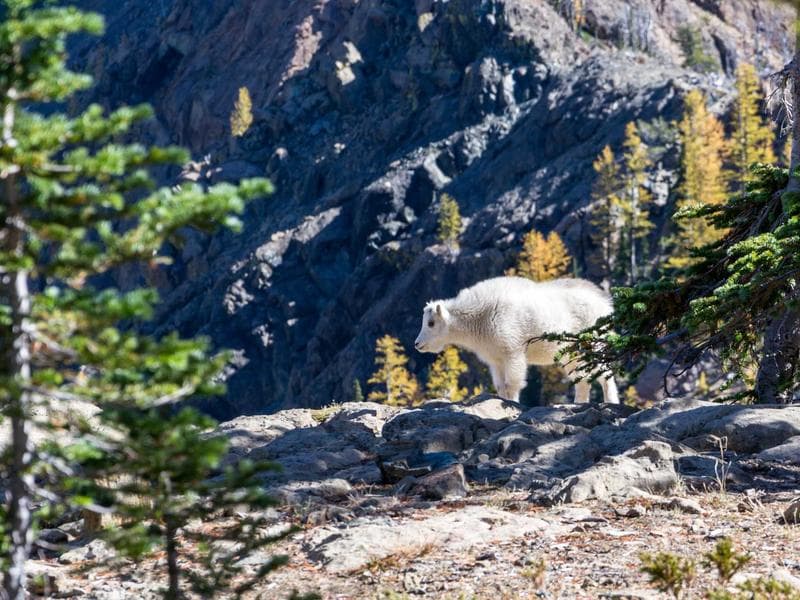 Amber Meadows Phase 4