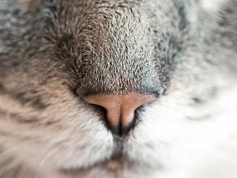 Commercial Commercial Shop Close to Market in Gachibowli