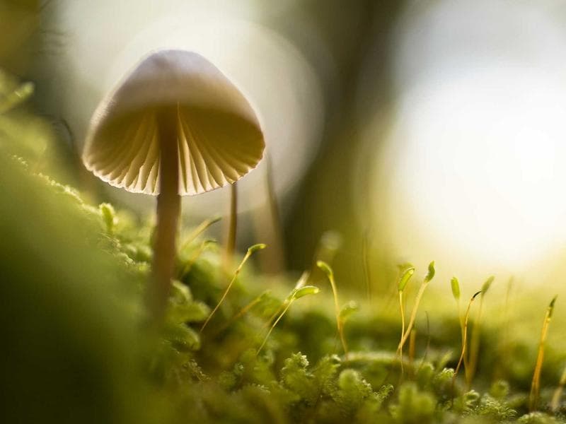 East Facing 4 BHK Flat in Nehru Colony