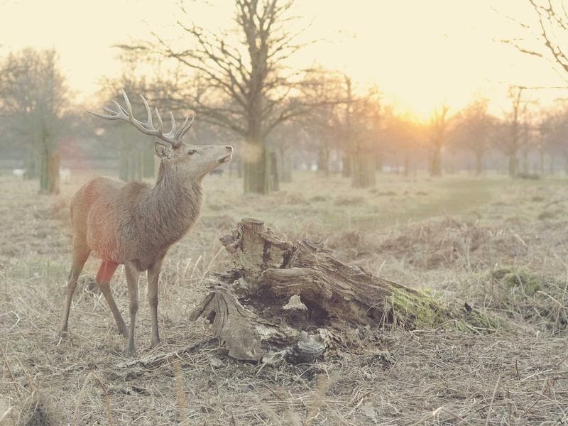 Mahindra Lifespaces Homes cover