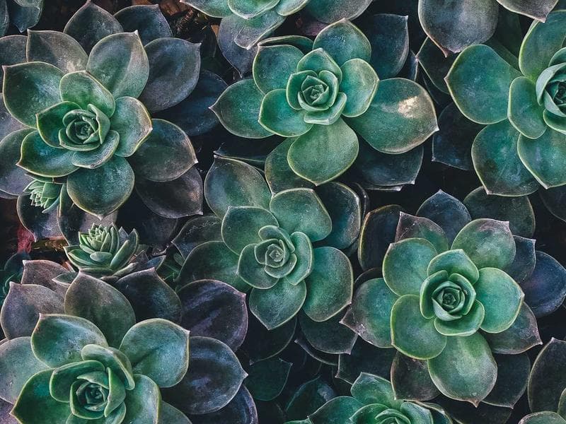 Sea View 1 BHK Builder Floor in Premium Tower